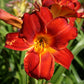 The Good Ol' Days - Red Mix Daylily Bundle - Save $40