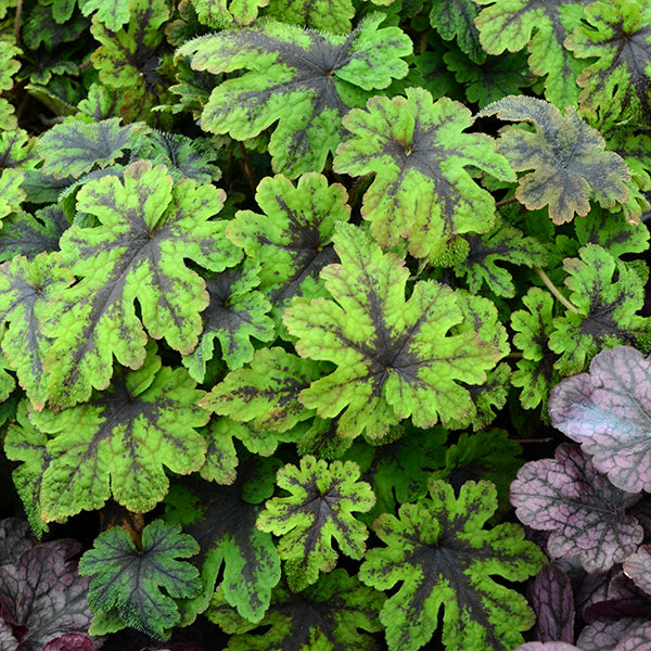 Fingerpaint Foamflower