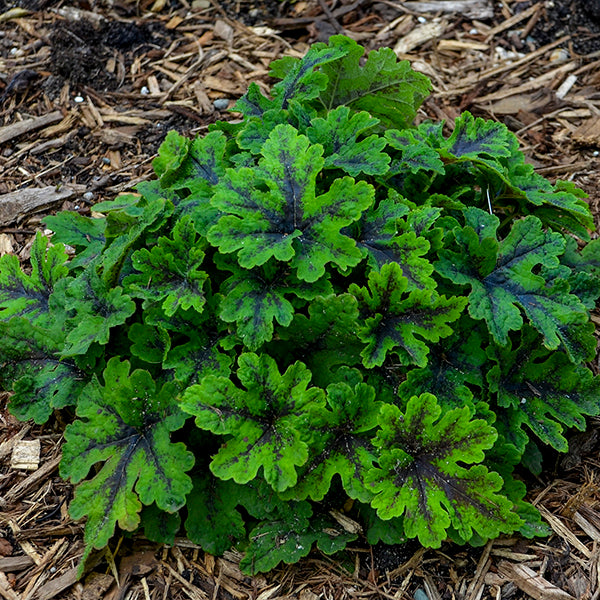 Fingerpaint Foamflower