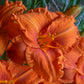 Fire King Daylily