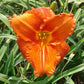 Fire King Daylily