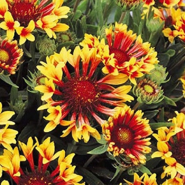 Firewheel Indian Blanket Flower -