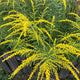 Fireworks Goldenrod