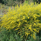 Fireworks Goldenrod