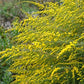 Fireworks Goldenrod