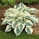 Firn Line - Dwarf Hosta