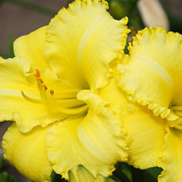 First Sunshine Daylily