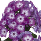 Flame™ Pro Purple Tall Garden Phlox