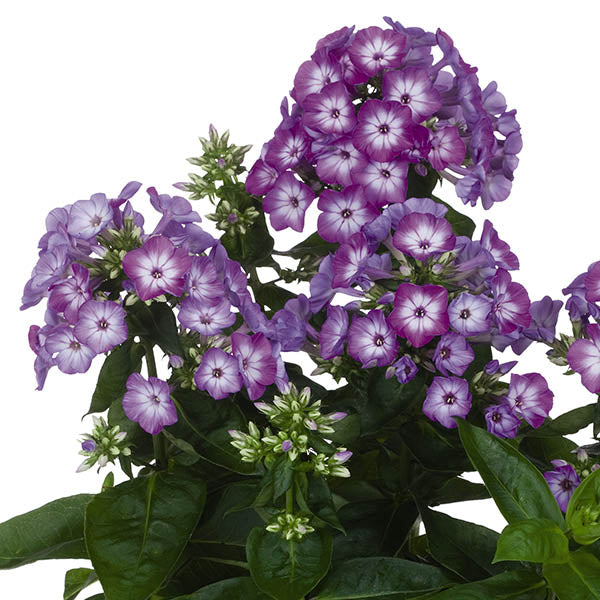 Flame™ Pro Purple Tall Garden Phlox