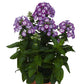 Flame™ Pro Purple Tall Garden Phlox