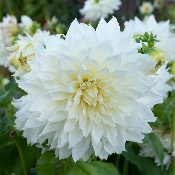 Fleurel Dahlia