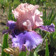 Florentine Silk Iris