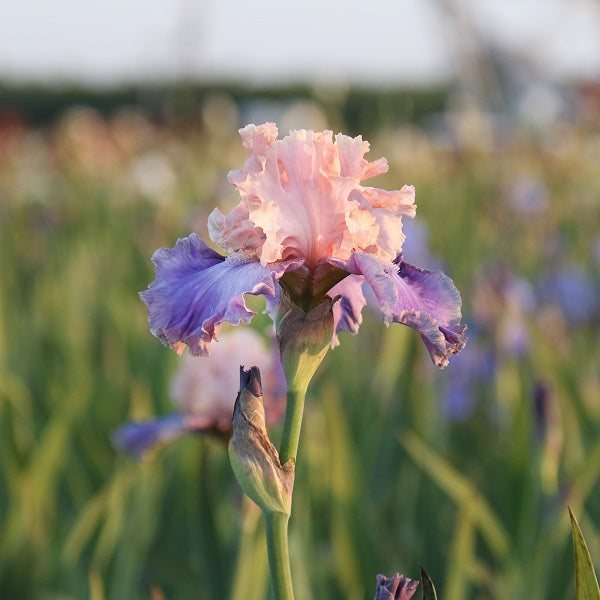 Florentine Silk Iris