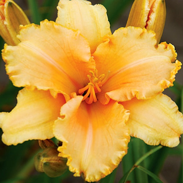 Flounced Symphony - Daylily