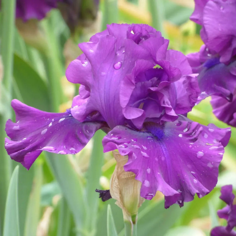 Get Them All Tall Bearded Iris Collection