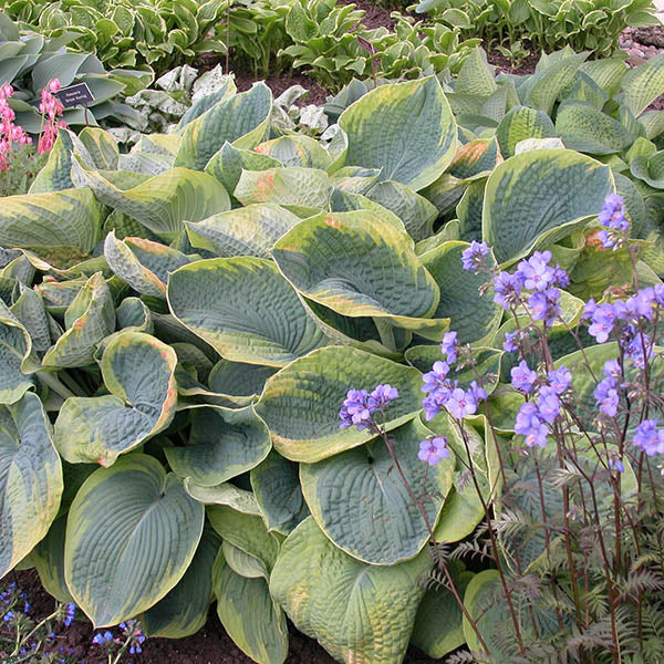 Get them All Hosta Collection