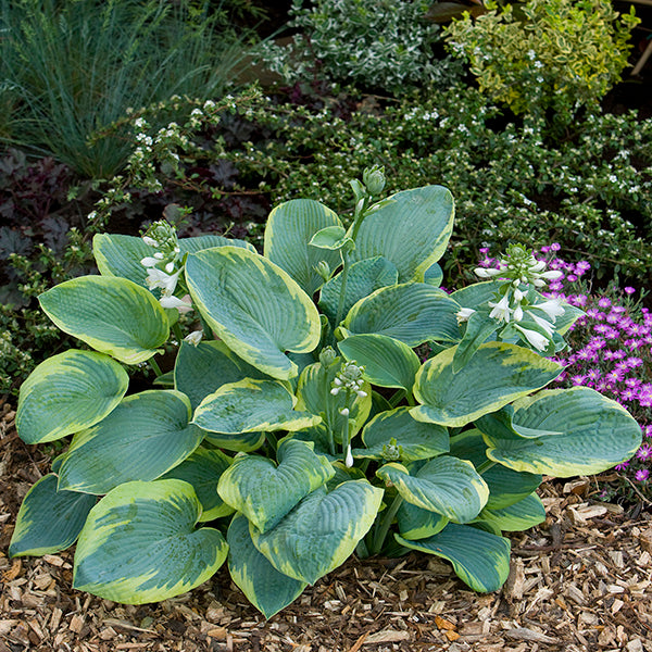 Frances Williams - Tall Hosta