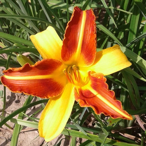 Frans Hals Daylily - representative mature plant