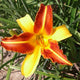 Frans Hals Daylily - representative mature plant
