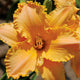 Frilled Peach Glory Daylily