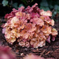 Frilly Coral Bells