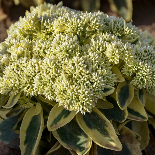 Frosted Fire Sedum