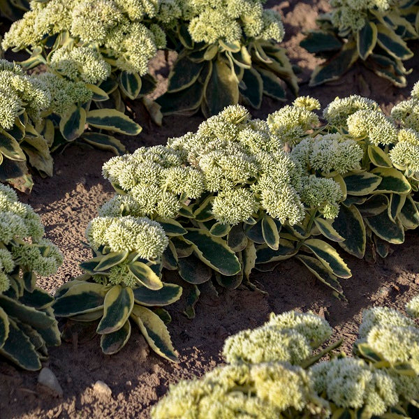 Frosted Fire Sedum