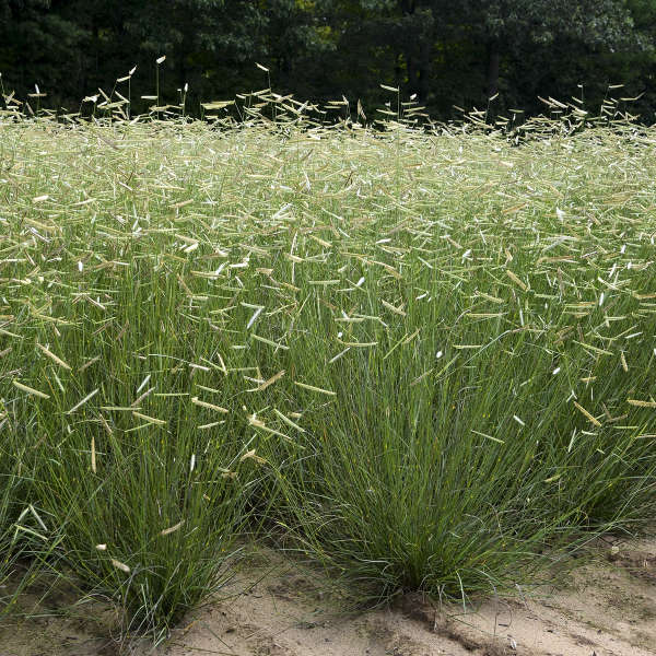 Blonde Ambition Grass