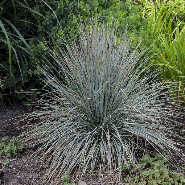 Blue Oat Grass