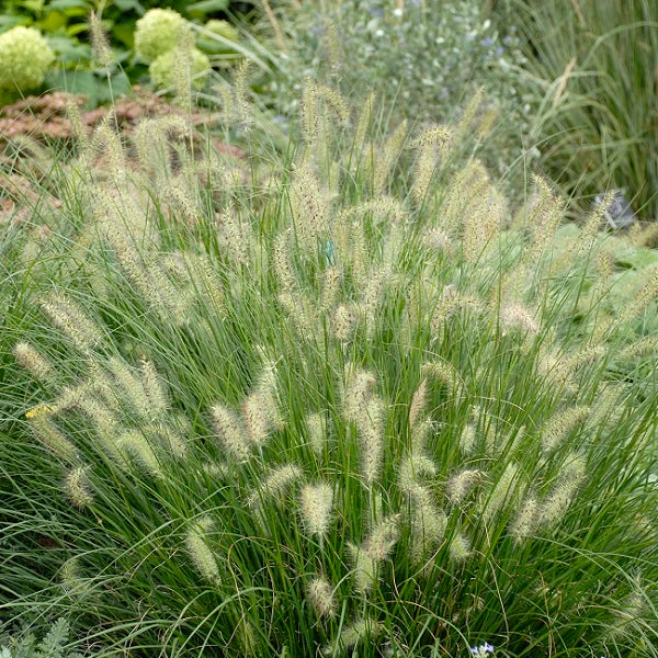 Hameln Dwarf Fountain Grass