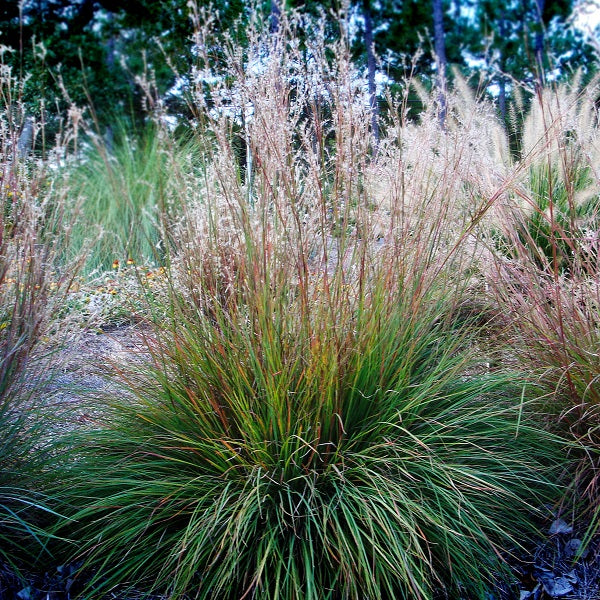 Little Bluestem Grass - 2022 PPY