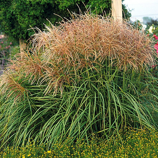 Mixed Miscanthus Grass