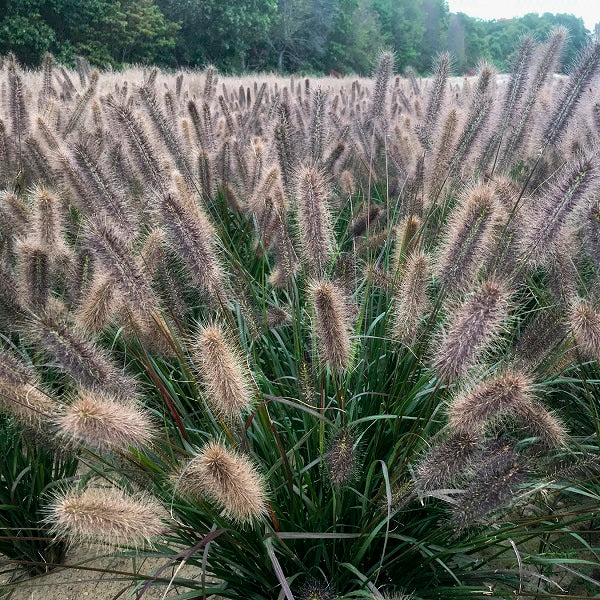 Puppy Love Oriental Fountain Grass