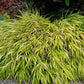 All Gold Hakone Grass