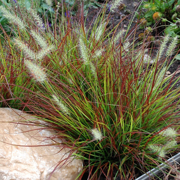 Burgundy Bunny Fountain Grass