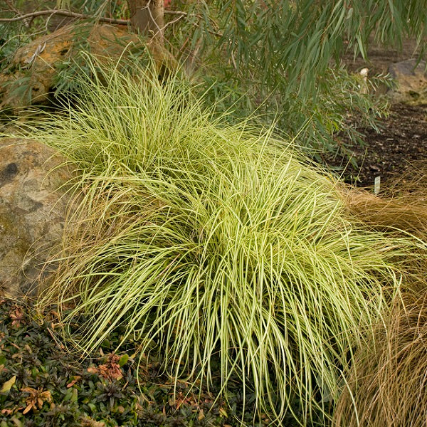 Evergold Japanese Sedge Grass