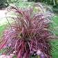 Fireworks Fountain Grass