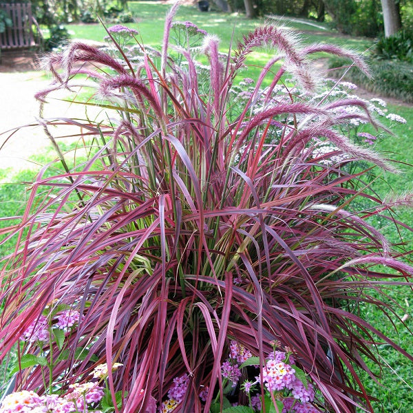 Fireworks Fountain Grass