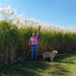 Giant Miscanthus Grass