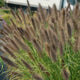 Ginger Love Fountain Grass