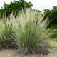 Lindheimer's Muhly Grass