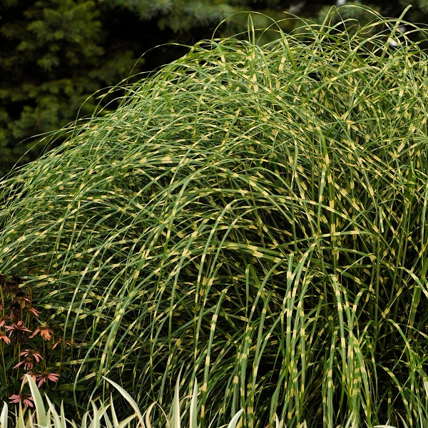 Little Zebra Miscanthus Grass