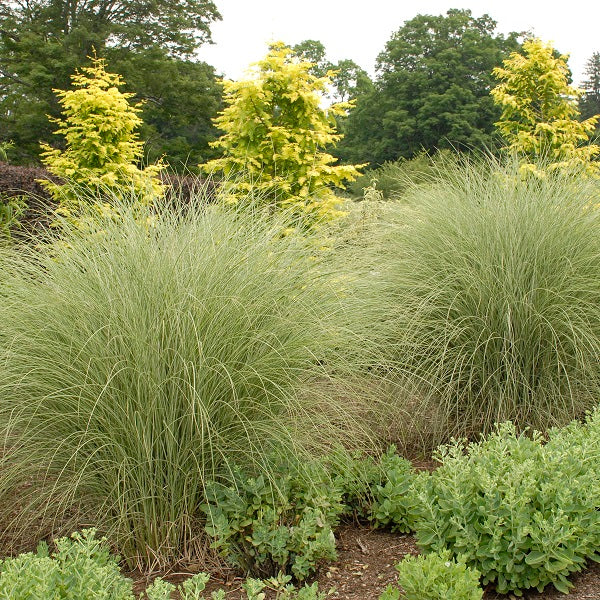 Morning Light Miscanthus Grass