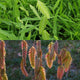 Northern Sea Oats Grass