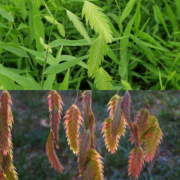 Northern Sea Oats Grass