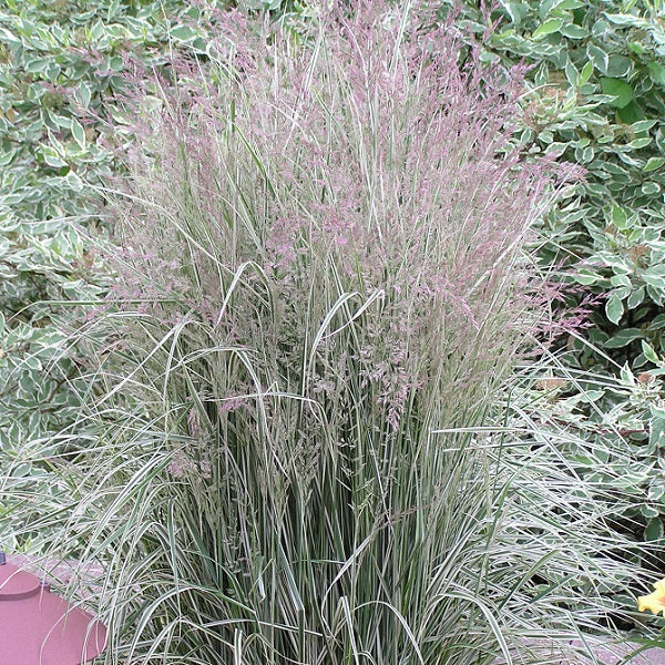 Overdam Variegated Feather Reed Grass