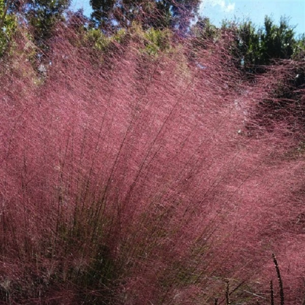 Pink Muhly Grass