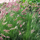 Savannah Ruby Grass