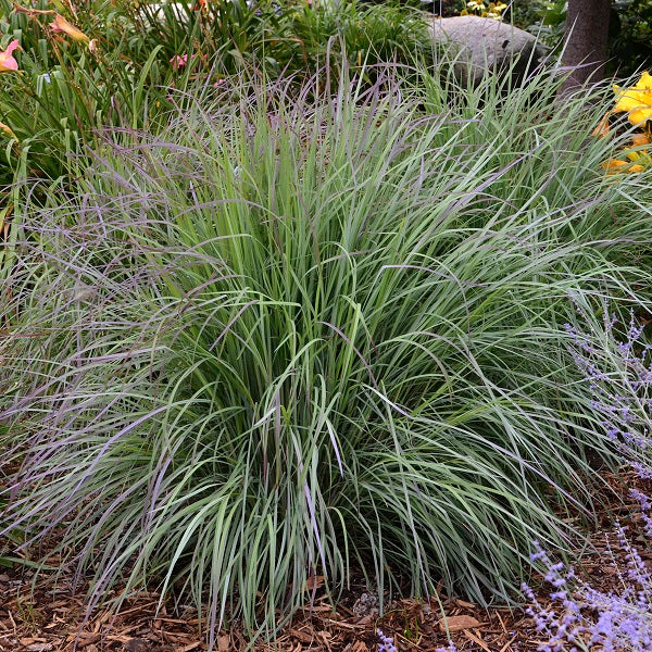 Twilight Zone Bluestem Grass