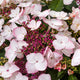 Game Changer Picotee Hydrangea